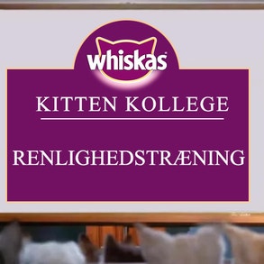 Kitten Kollege