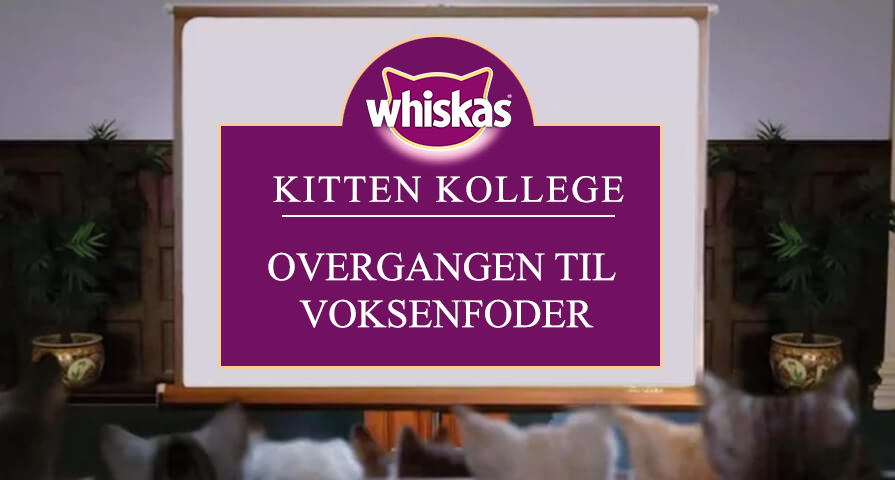 Fra killinge- til voksenfoder