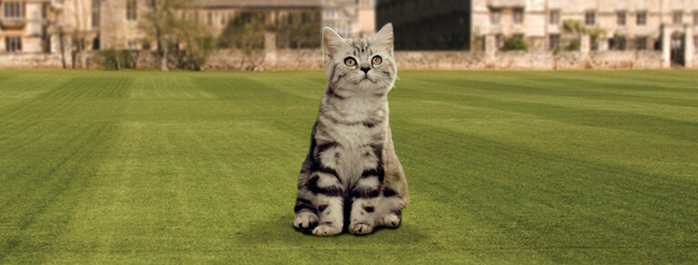 Kitten Kollege